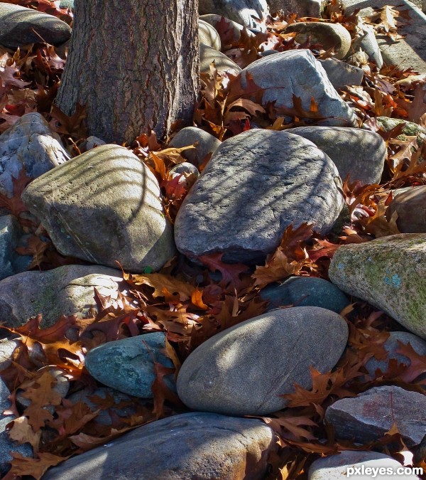 Stones and leaves